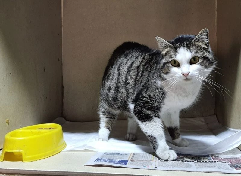 Odunpazarı kedilerde FİP hastalığına karşı uyardı
