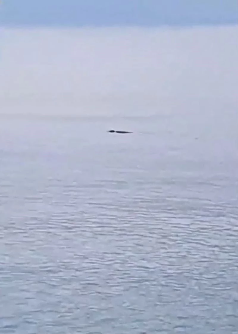 Konyaaltı Sahili’nde fok balığı heyecanı
