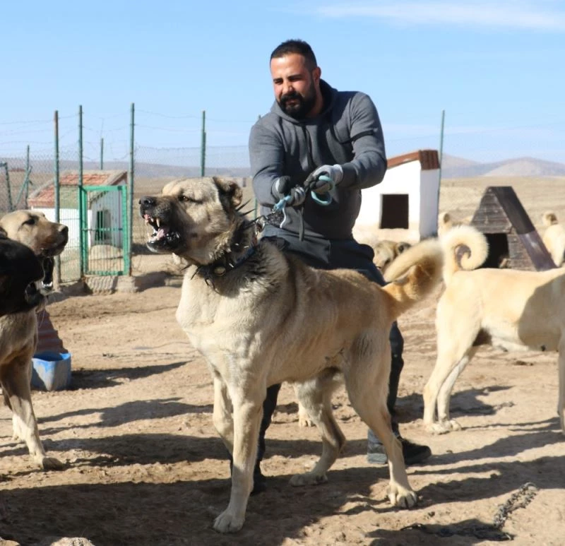 Ünü ülke sınırlarını aştı, fiyatı altınla yarışıyor

