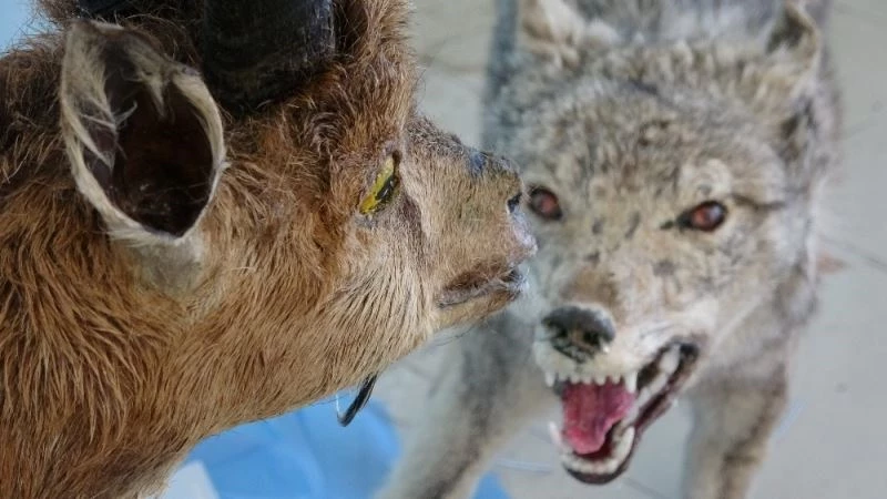 Nesli tehlikede olan yaban hayvanları tahnitle gelecek nesillere aktarılacak
