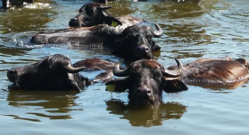 Büyükbaş ve küçükbaş hayvan sayıları artarken bal üretimi düştü
