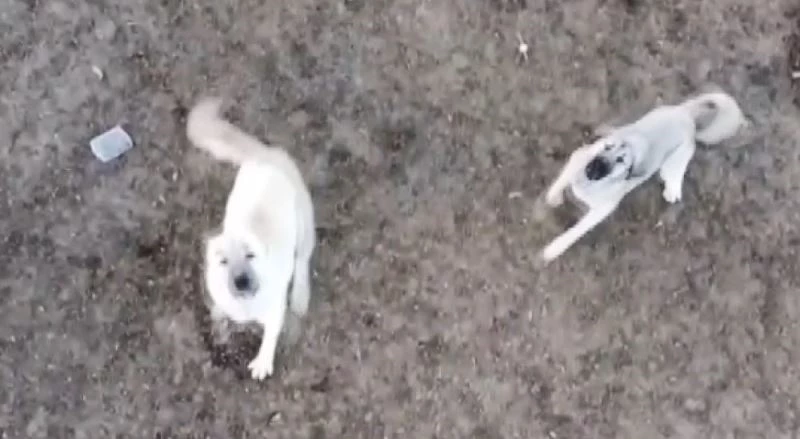 Koyun sürüsünü droneden korumak isteyen çoban köpeklerinin imtihanı
