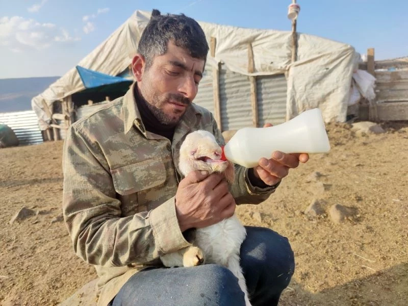 Ağzı kulağına kadar açık kuzu doğdu, biberonla beslenmeye başladı
