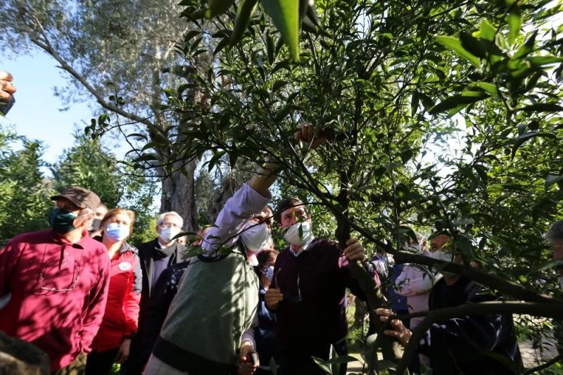 Bodrum’da 750 hektar Turunçgil alanı 450 hektara düştü
