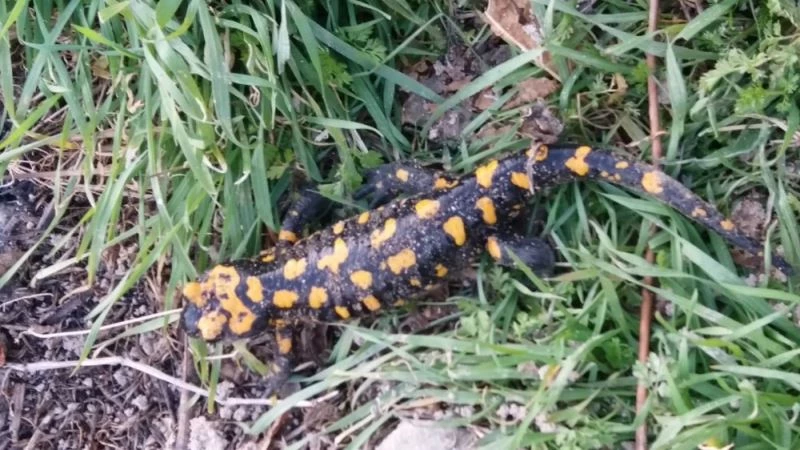 Adıyaman’da lekeli semender görüldü
