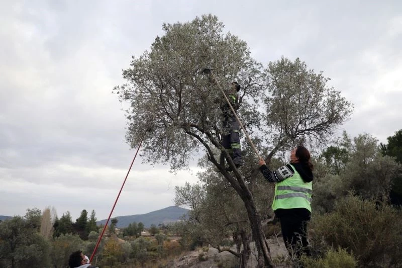 Soğuk sıkım Zeytinyağı aşevinde değerlendirilecek
