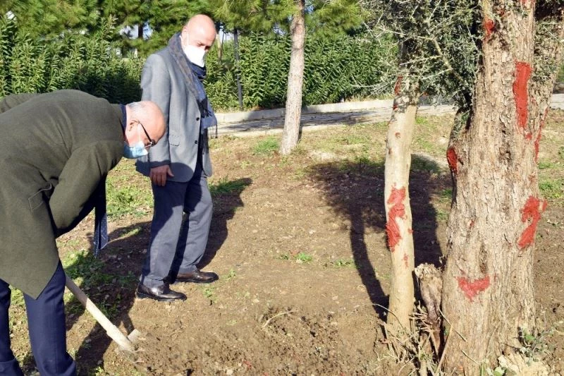 Manisa Celal Bayar Üniversitesi’nde asırlık zeytin ağaçları toprakla buluştu
