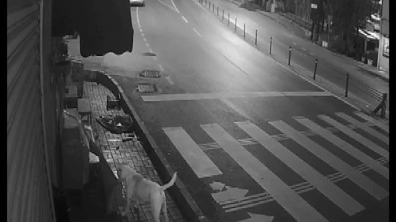 (Özel) Sokak köpeklerinin ’kedi savaşı’ vatandaşı isyan ettirdi
