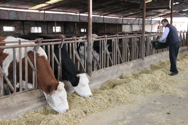 Sütün kaymağını zincir marketler ve aracılar yiyor
