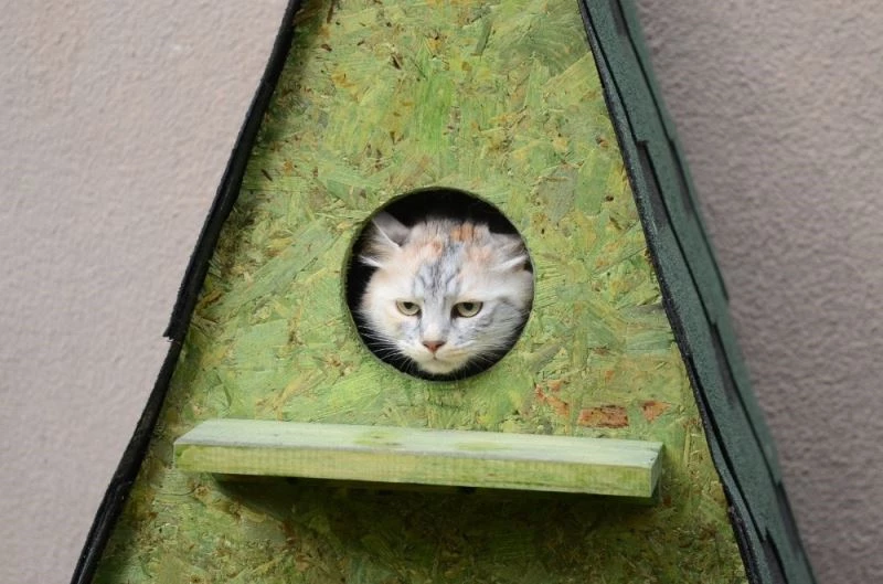 Yeni kedi yuvaları yerlerini aldı
