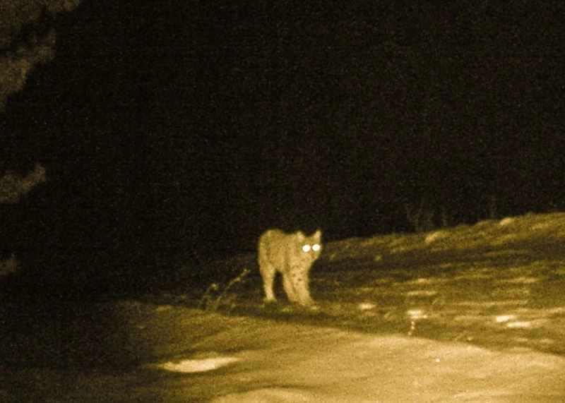 Ormanın Hayaleti Ardahan’da ortaya çıktı
