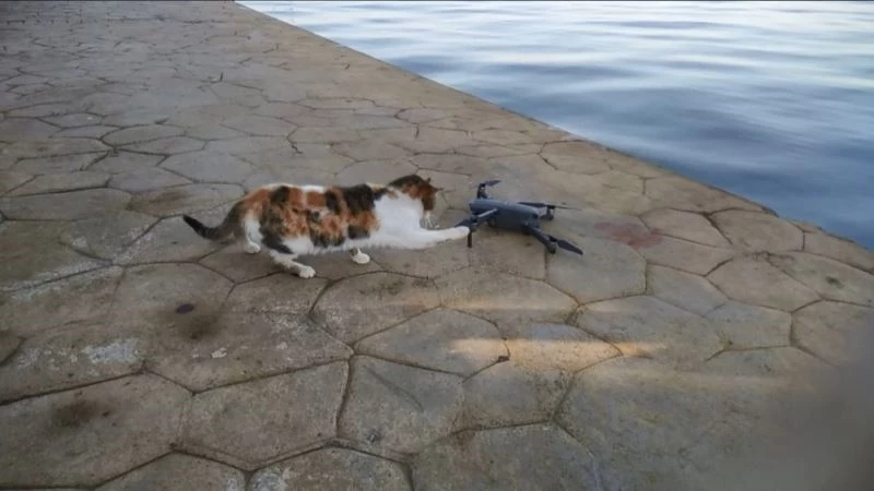 Martı zannettiği droneyi yere konunca böyle avlamaya çalıştı
