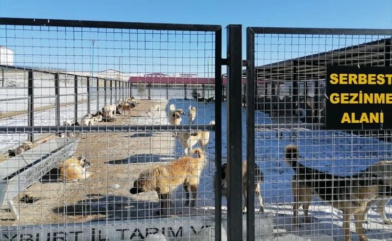 Bayburt Belediyesi’nden sokak hayvanlarıyla ilgili açıklama
