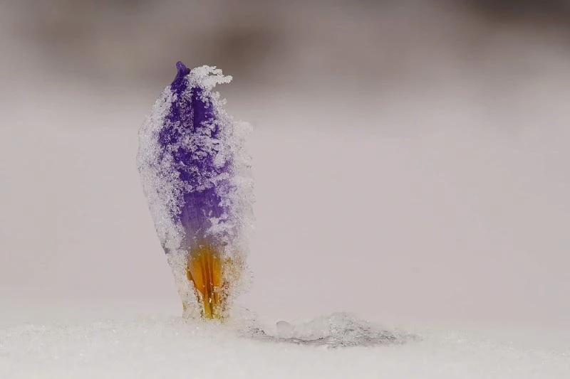 (Özel) Bu çiçeği koparmanın cezası 80 bin lira oldu
