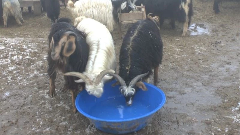 Su kaynağı donan besiciler hayvanlarına kovalarla su taşıyor
