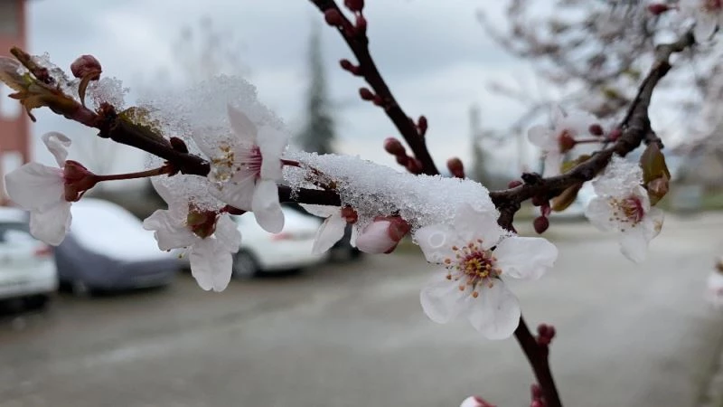 Çiçek açan ağaçlarda kar güzelliği
