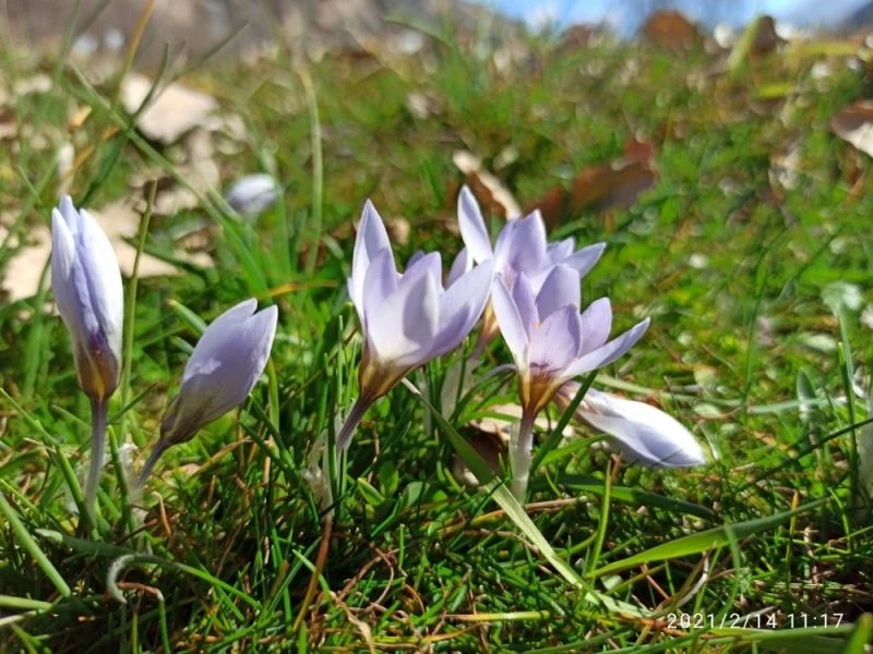 Çukurca’da kardelenler çiçek açtı
