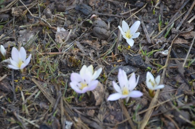 Şırnak’ta kış ayında kardelen ve papatyalar çiçek açtı
