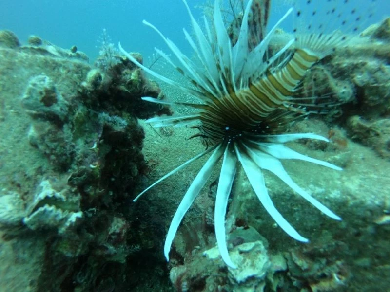 Akdeniz, tropik türlerin işgali altında
