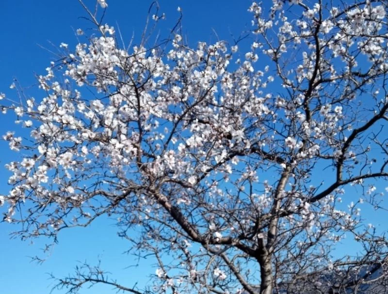 Bademler yalancı bahara aldandı
