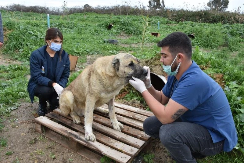 Silahla yaralanan köpeğin durumu iyiye gidiyor
