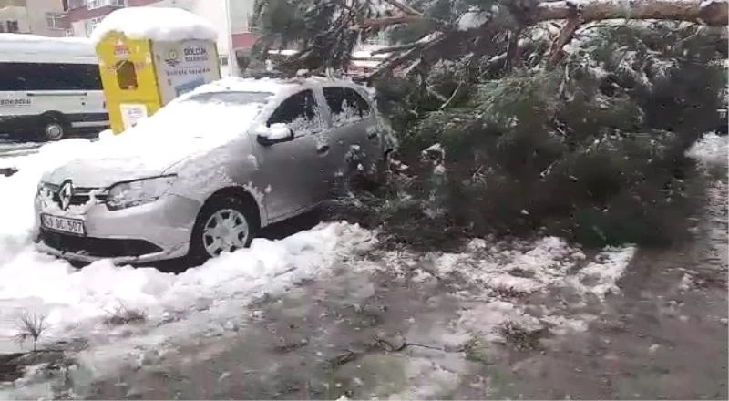 Karın ağırlığına dayanamayan ağaç araçların üzerine devrildi

