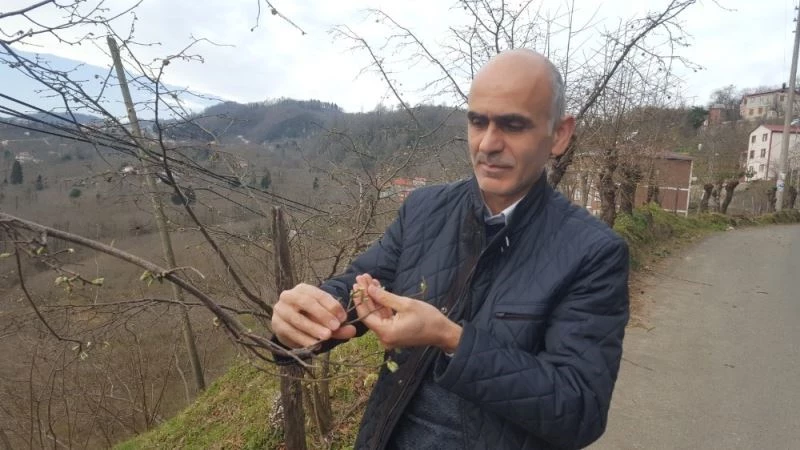 Hava sıcaklıkları fındığı olumsuz etkiledi
