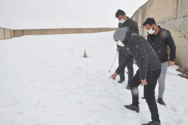 Yüksekova’da korku salan kurt sokak sokak aranıyor
