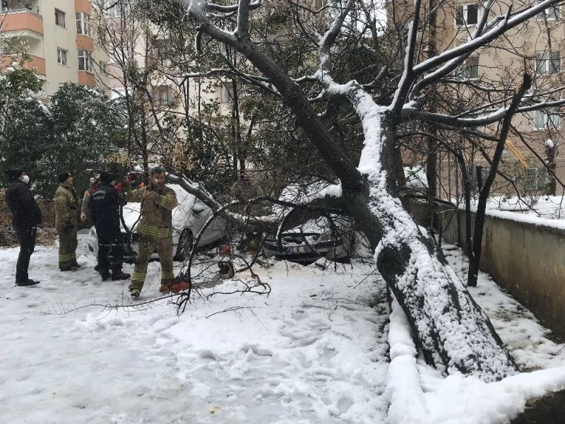 (Özel) Ataşehir’de 30 yıllık tesbih ağacı park halindeki otomobillerin üzerine devrildi
