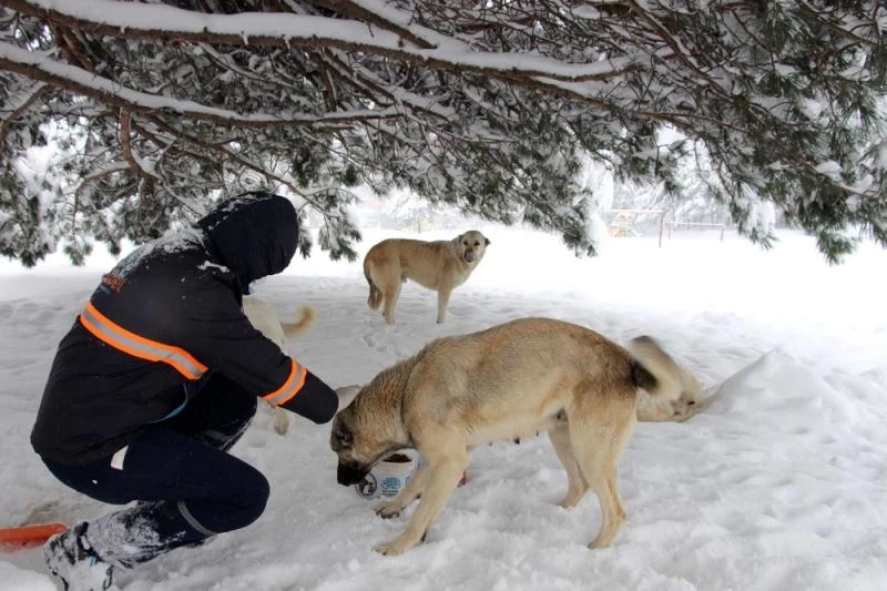 Can dostlar için mama dağıtımları artırıldı
