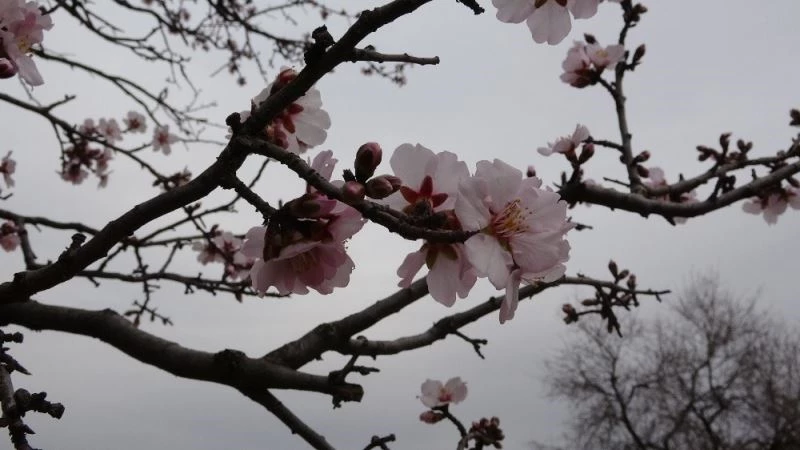Kış yüzü görülmeyen Mardin’de badem ağaçları çiçek açtı
