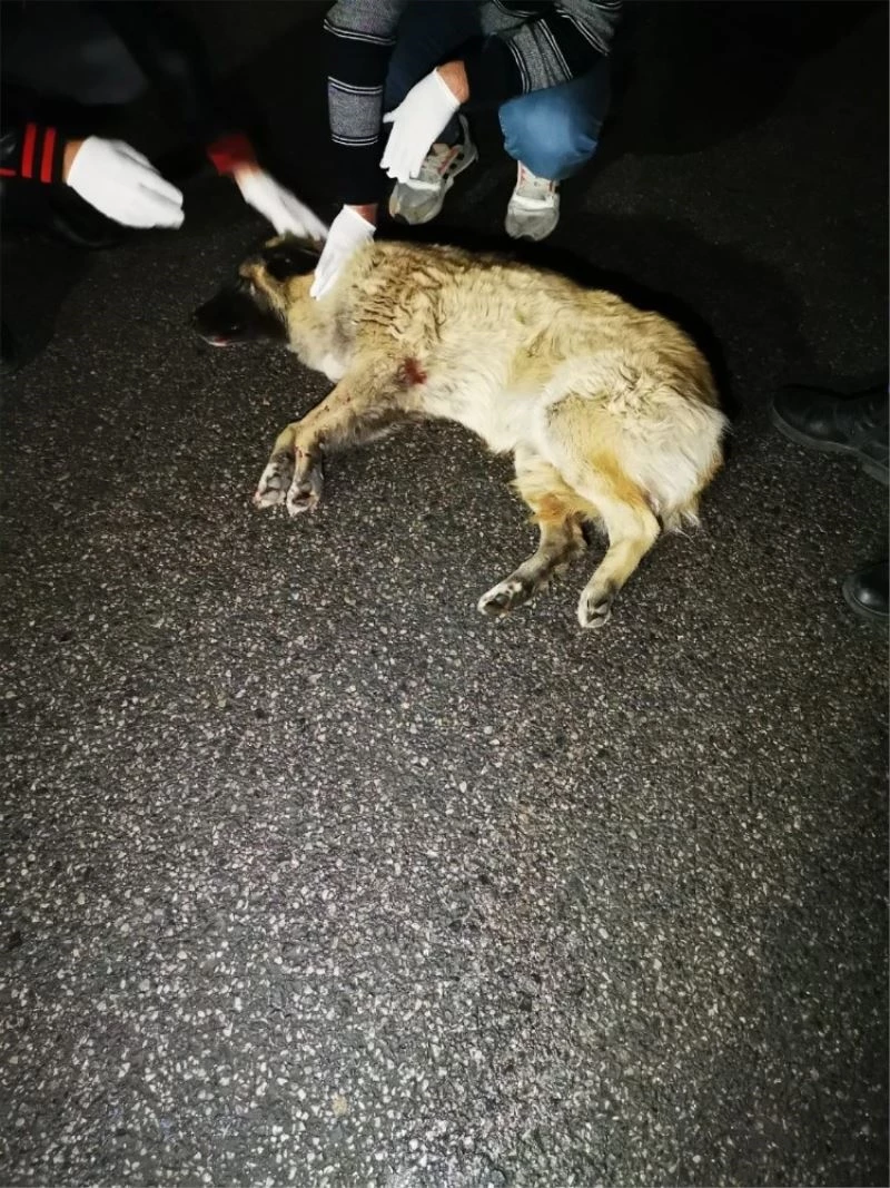 Arabanın çarpıp kaçtığı köpeğe çevredeki gençler sahip çıktı
