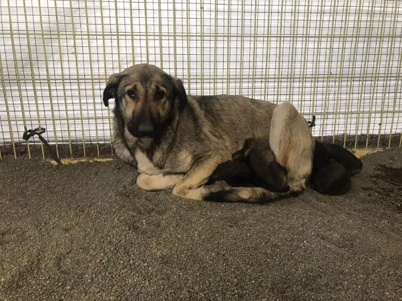 Donmak üzereyken bulunan yavru köpekler bakımevine götürüldü
