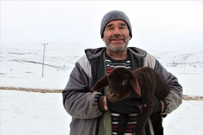 Bingöl’de dayanışma örneği, telef olan 95 kuzusu yerine 95 kuzu verildi
