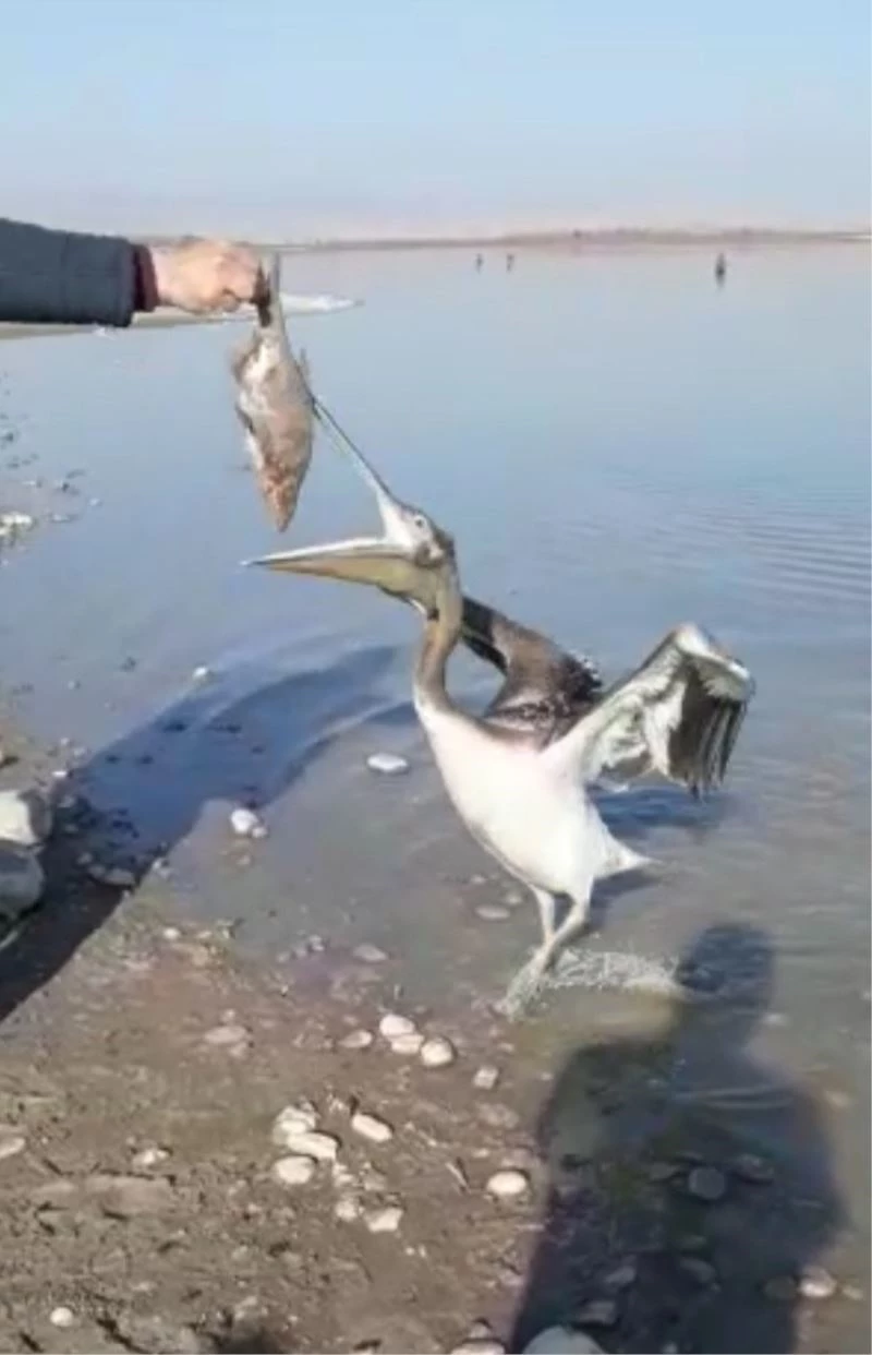 Pelikan uzatılan balığı böyle yedi
