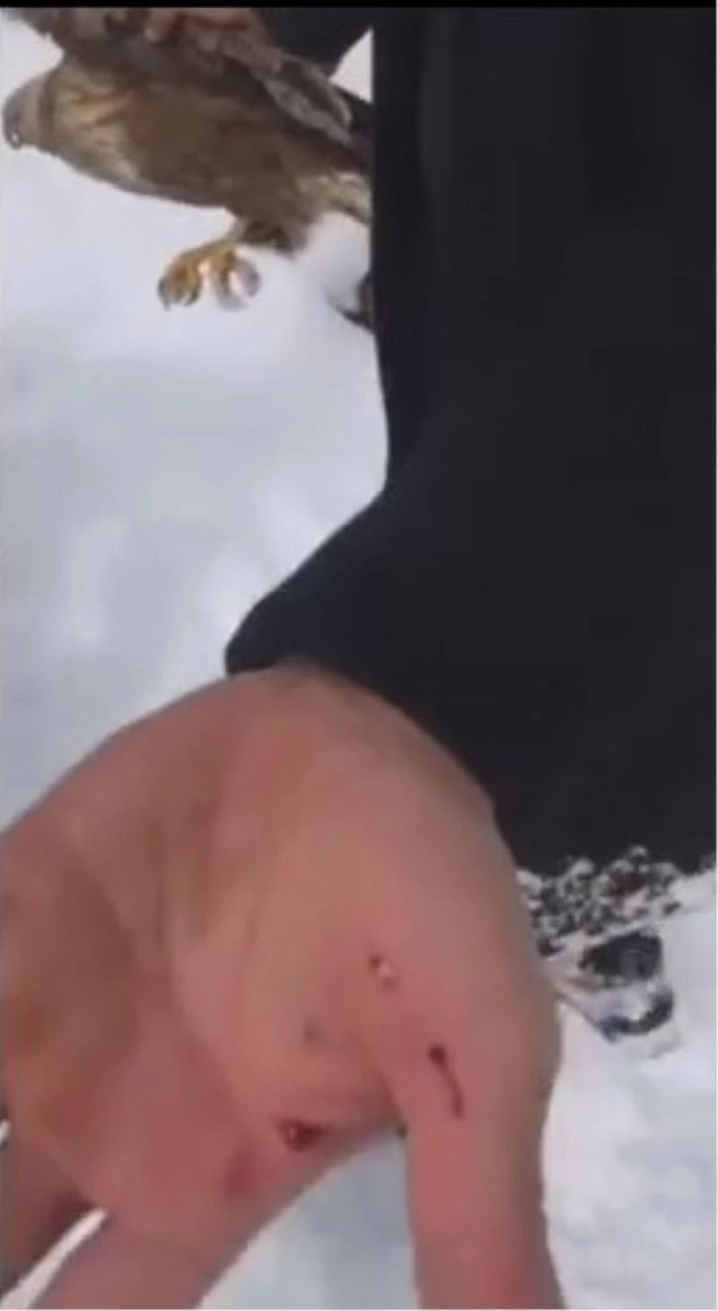 Hayatını kurtardığı şahinin pençeleriyle yaralandı
