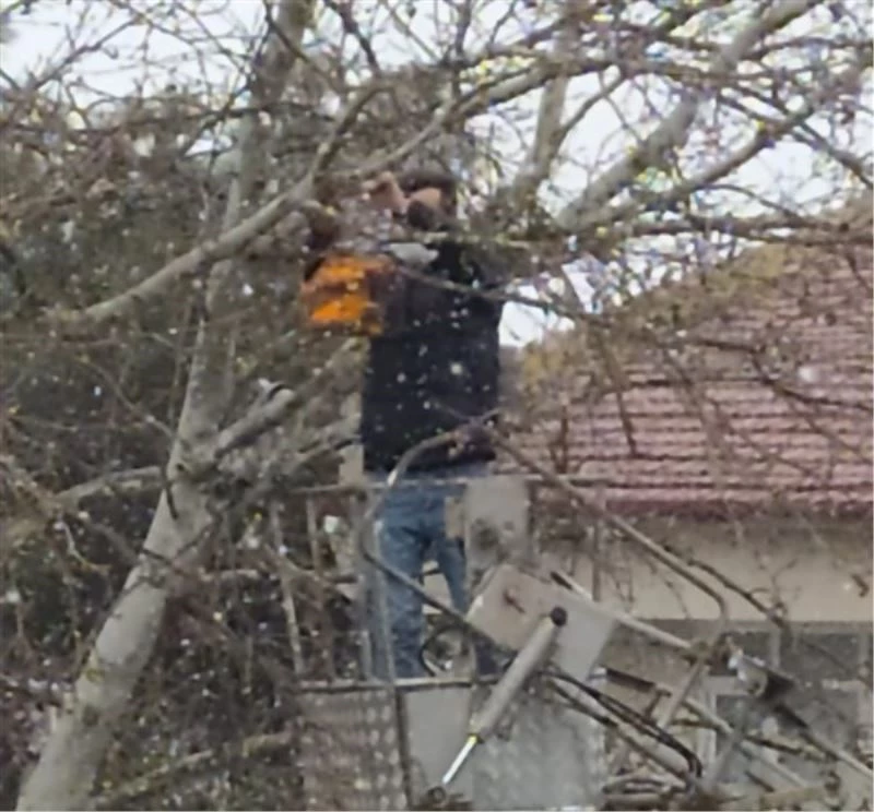 Osmaneli’de kuşlar için üretilen yuvalar ağaçlara yerleştirildi
