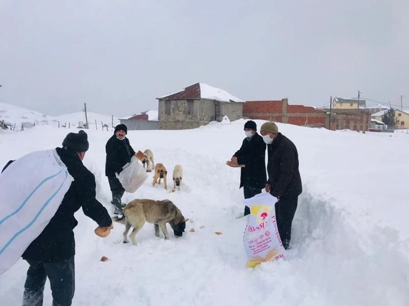 Bektaş yaylasında sokak hayvanları unutulmadı
