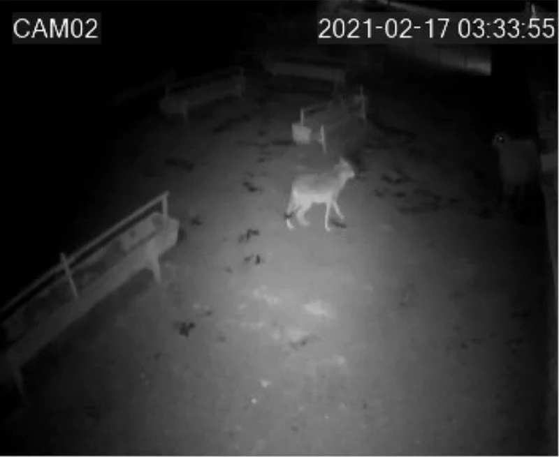 Aç kalan kurt ağıldaki koyunlara saldırdı
