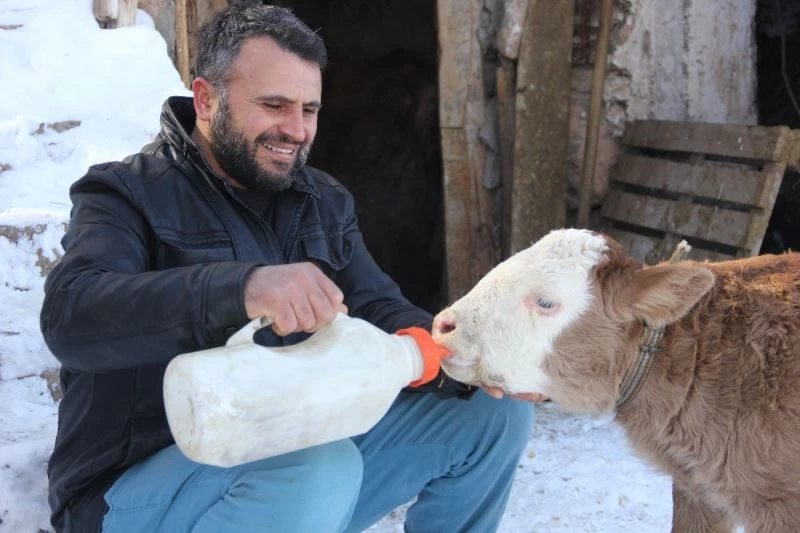 Jandarma ekiplerinin doğurttuğu buzağıya “Çilekeş” ismini verdi
