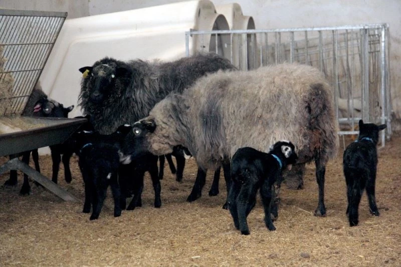 Siirt’te Romanov cinsi koyun sezaryen ile dördüz doğurdu
