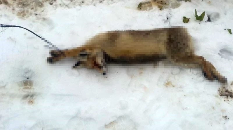 Kümese giren tilkiyi öldürüp ağaca astı
