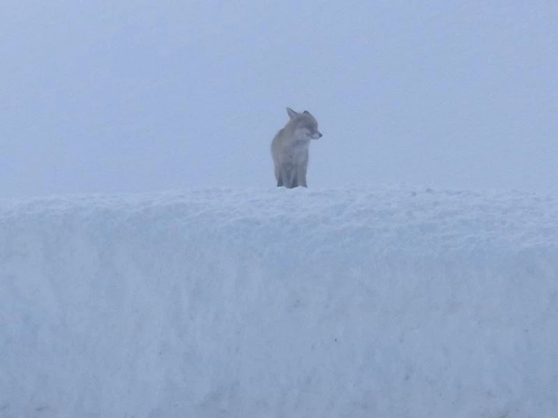 Doğa koruma ekiplerini bekleyen tilkiler dikkat çekti
