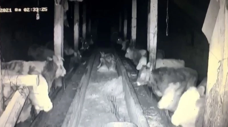 İneklerin deprem paniği kamerada
