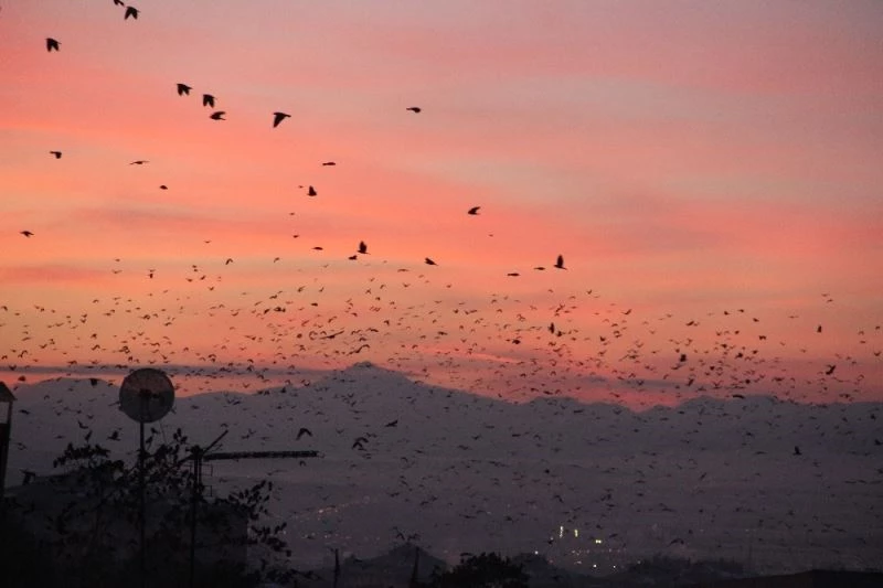 Erzurum’da kargaların günbatımıyla dansı eşsiz görüntüler ortaya çıkarttı
