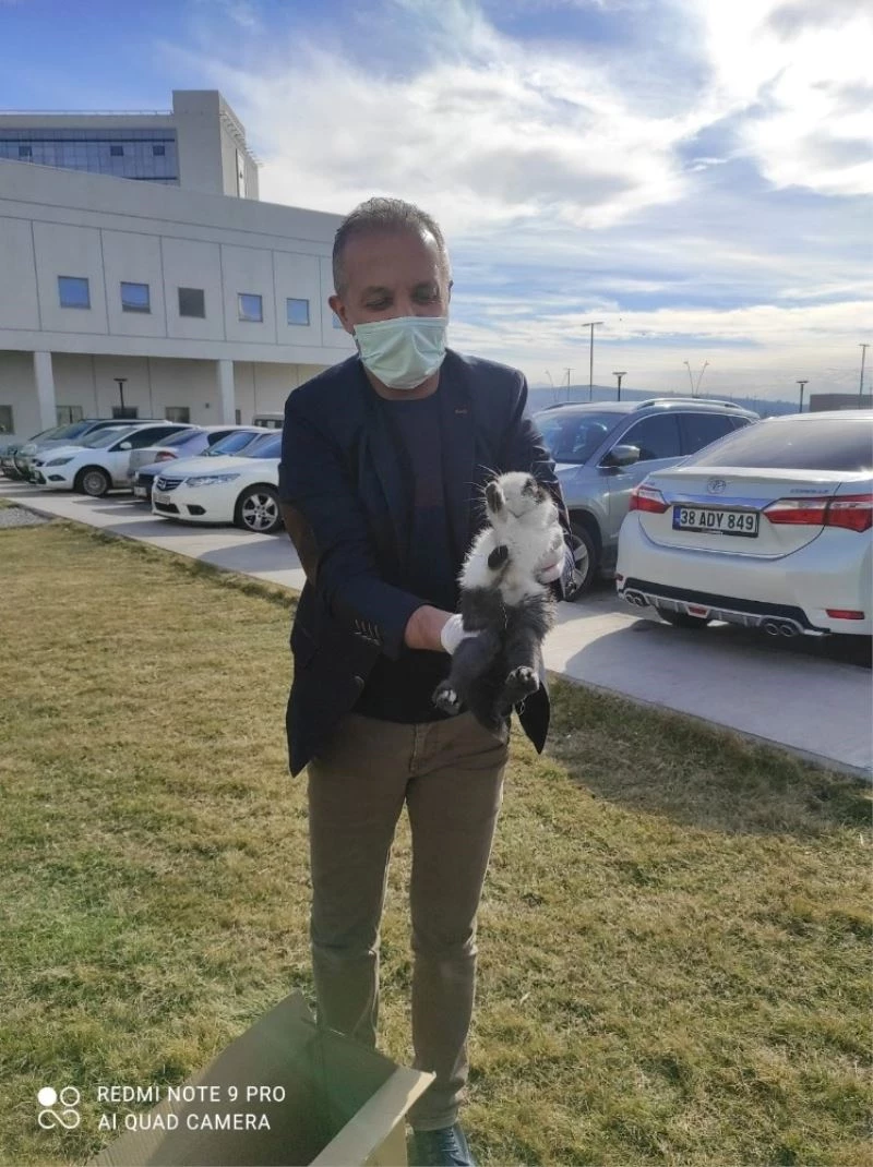 Aç kalan tavşanı ezilmekten kurtardı
