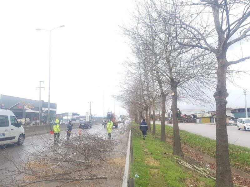 D-130’da ağaçlarda bakım ve budama yapıldı
