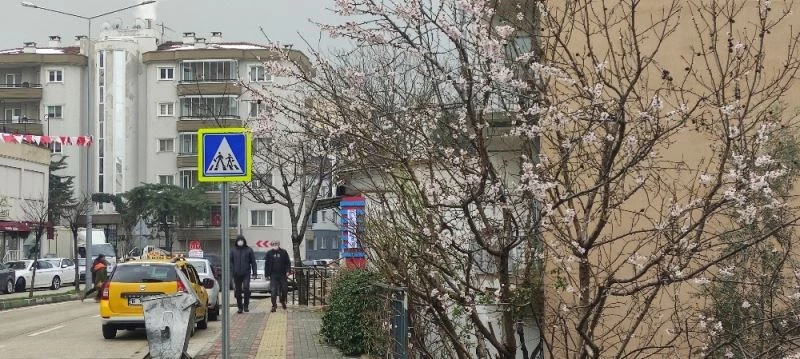 Ağaçlar yalancı bahara aldandı çiçek açtı
