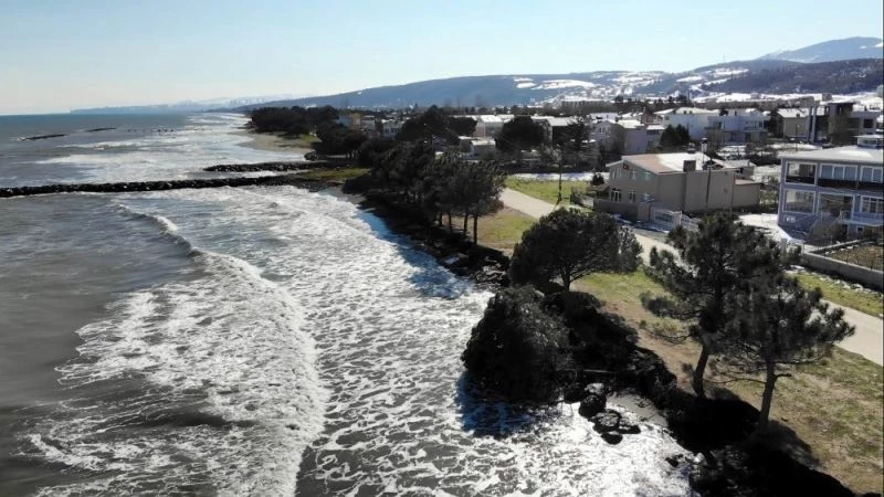 Kıyı erozyonu birçok ağacı kökünden söktü
