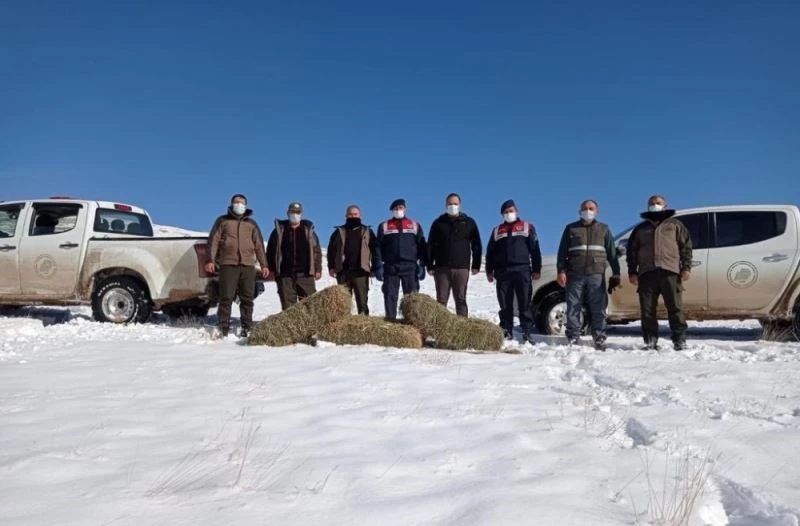 Yaban koyunlarına yem bırakıldı
